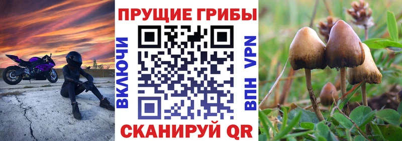 Галлюциногенные грибы Psilocybine cubensis  Верхняя Салда 